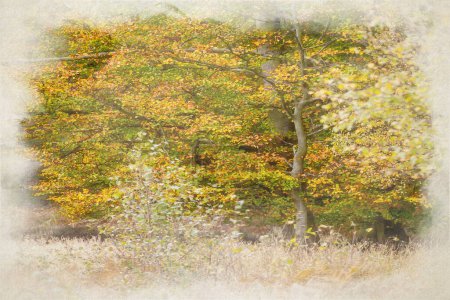 Photo for A digital watercolour painting of golden autumnal fall tree and leaf colours at Birches Valley, Cannock Chase, Staffordshire, UK. - Royalty Free Image