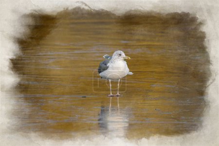 Photo for Adult Herring Gull digital watercolour painting. Larus argentatus on a frozen pond during winter a winter in the UK. - Royalty Free Image