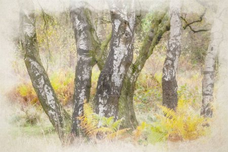 Photo for A digital watercolour painting of golden autumnal fall tree and leaf colours at Birches Valley, Cannock Chase, Staffordshire, UK. - Royalty Free Image