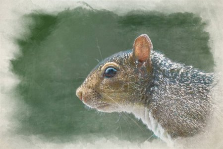 Photo for A digital watercolour painting of a UK rodent Grey Squirrel, Sciurus carolinensis im profile, and in the rain. - Royalty Free Image