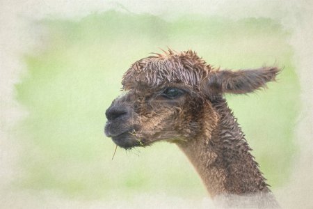 Foto de Pintura digital en acuarela de un retrato de primer plano de una Alpaca, Lama pacos una especie de camélido sudamericano. - Imagen libre de derechos