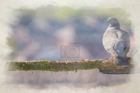 Téléchargez les photos : Peinture numérique à l'aquarelle de pigeons des bois communs, Columba palumbus de la famille des colombes et pigeons perché sur une branche dans un jardin de banlieue britannique. - en image libre de droit