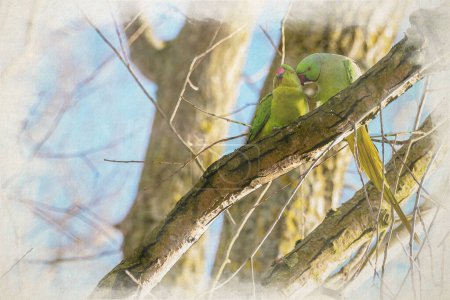 Photo for A digital watercolour painting of Ring-necked parakeet, or a Rose-ringed parakeet Psittacula krameri in a natural Staffordshire, UK woodland setting. - Royalty Free Image