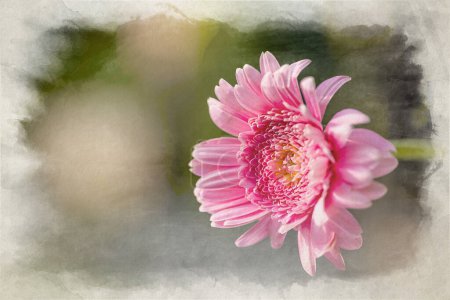 Photo for Digital watercolour painting of a pink sunlit Barberton Daisy in a natural garden setting with a shallow depth of field. - Royalty Free Image