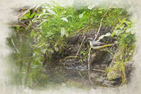 Photo for A Grey Wagtail, Motacilla cinerea digital watercolour painting standing on a river bank rock with reflection in the UK. - Royalty Free Image