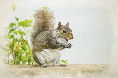Photo for A digital watercolour painting of a Grey Squirrel, Sciurus carolinensis sitting on a bridge feeding. - Royalty Free Image