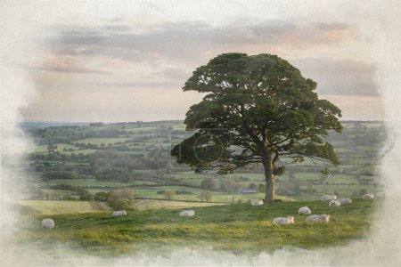 Foto de Una pintura digital en acuarela de la escena rural de corderos y ovejas pastando alrededor de un árbol solitario al atardecer en The Roaches en el Parque Nacional Peak District, Staffordshire, Reino Unido. - Imagen libre de derechos