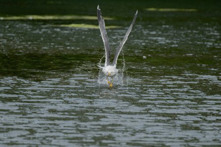 Photo for Adult Herring Gull in flight. Adult Herring Gull, Larus argentatus taking off from a lake. - Royalty Free Image