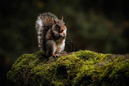 Photo for Grey Squirrel, Sciurus carolinensis sitting on a moss covered wall feeding. - Royalty Free Image