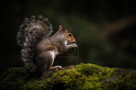 Photo for Grey Squirrel, Sciurus carolinensis sitting on a moss covered wall feeding. - Royalty Free Image