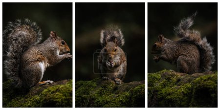 Photo for Triptych of a Grey Squirrel, Sciurus carolinensis sitting on a moss covered wall feeding. - Royalty Free Image