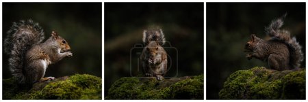 Photo for Triptych of a Grey Squirrel, Sciurus carolinensis sitting on a moss covered wall feeding. - Royalty Free Image