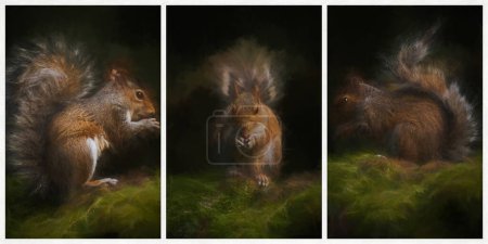 Photo for A digital triptych illustration of a Grey Squirrel, Sciurus carolinensis sitting on a moss covered wall feeding. - Royalty Free Image