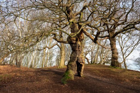 Un antiguo roble en Brockton Coppice, Cannock Chase, Staffordshire, Reino Unido durante el invierno. También conocido como el árbol groot humano.