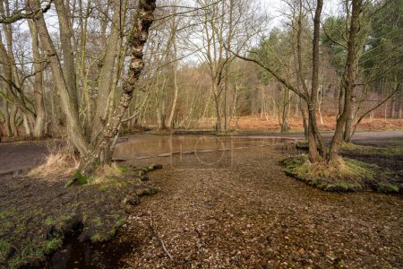 Photo for The stepping stones also known as the hangmans stones at Sherbrook valley, Cannock Chase, Staffordshire, UK during winter. - Royalty Free Image