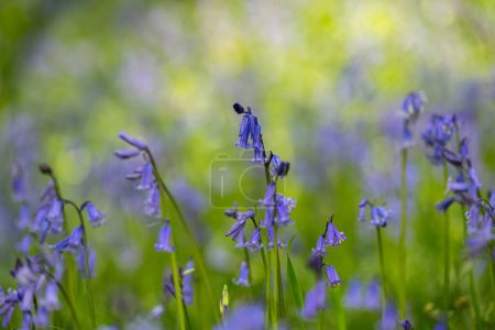 Brightly coloured sunlit purple bluebell flowers against a natural green woodland background, using a shallow depth of field.