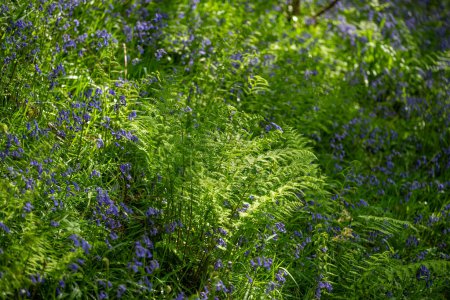 Photo for Brightly coloured sunlit purple bluebell flowers against a natural green woodland background, using a shallow depth of field. - Royalty Free Image