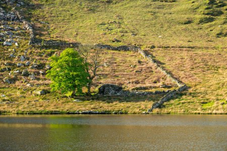 A vibrant green tree and ruined farm building on the shore of Llyn y Dywarchen in the Eryri National Park, Wales, UK.