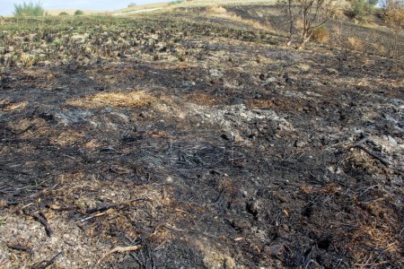 Téléchargez les photos : Image d'un sol encore brûlé avec de la fumée. Référence au problème des incendies, du changement climatique et de la sécheresse - en image libre de droit