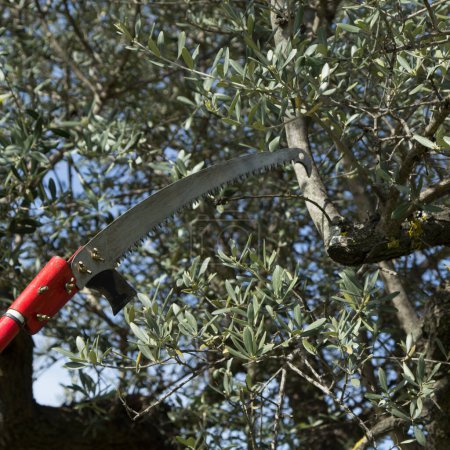 Téléchargez les photos : Image d'une lame de scie traversant des branches d'arbres. Taille des arbres et des oliviers au printemps. - en image libre de droit