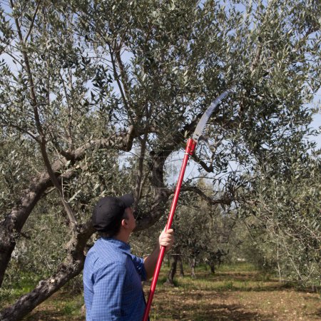 Téléchargez les photos : Image d'un agriculteur à la campagne qui coupe les branches d'un arbre avec une scie télescopique. Taille printanière d'un olivier. - en image libre de droit