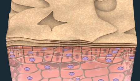 Sogenannte Keratinozyten, in denen die oberflächliche Zellschicht verhornt ist. Diese Art von Epithel umfasst die Epidermis der Haut. 3D-Illustration