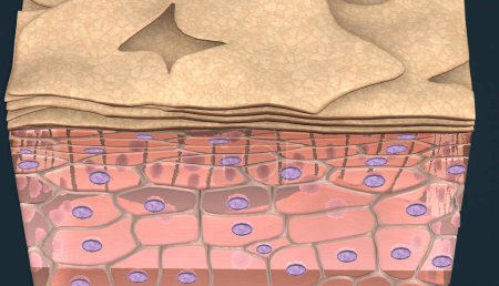 Sogenannte Keratinozyten, in denen die oberflächliche Zellschicht verhornt ist. Diese Art von Epithel umfasst die Epidermis der Haut. 3D-Illustration