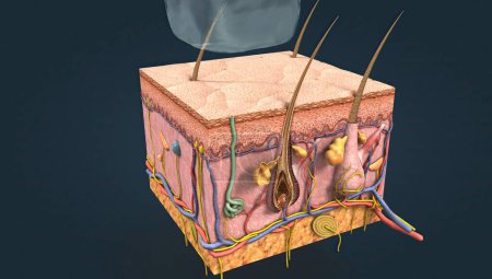 Diagram of skin anatomy with cutaneous sensory receptors 3D illustration