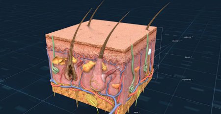 Anatomy of the skin, showing the epidermis, dermis, and subcutaneous tissue. 3D illustration