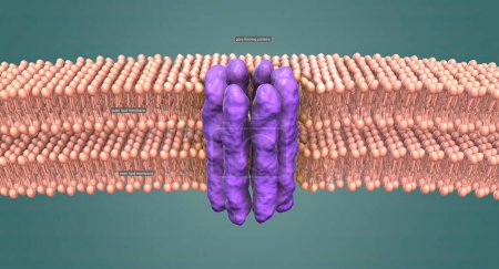 The nuclear membrane is a double layer that encloses the cell's nucleus, where the chromosomes reside. 3D illustration