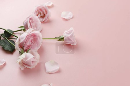 Téléchargez les photos : Pink Rose on Pink Background, Valentine Theme - en image libre de droit