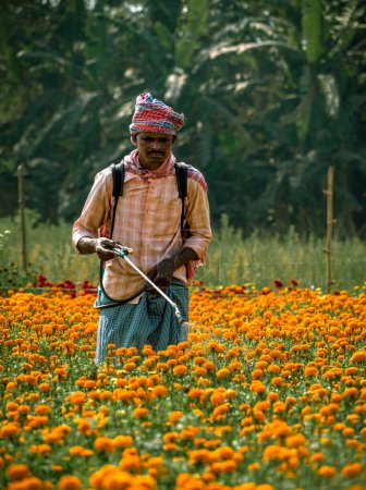 Foto de Khirai, India - 5 de febrero de 2023: Un trabajador agrícola masculino rociando pesticidas en un colorido campo de flores con un rociador de mochila en un día soleado. Enfoque selectivo en el hombre. - Imagen libre de derechos
