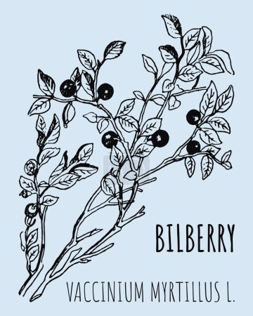 Photo for Drawings of blueberries. Hand drawn illustration. Latin name Vaccinium myrtillus L. - Royalty Free Image