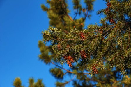 Foto de Conos de pino de Douglas Tree. Cono maduro en ramas de Pseudotsuga menziesii. - Imagen libre de derechos