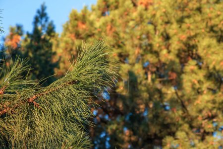 Téléchargez les photos : Pinus strobus, communément appelé pin blanc de l'est, pin blanc du nord ou pin de Weymouth, et pin mou est un grand pin originaire de l'est de l'Amérique du Nord - en image libre de droit