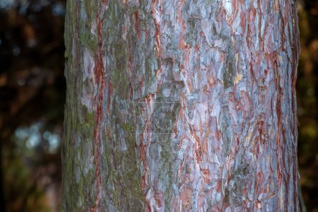 Foto de Corteza de pino de cerca. Textura de Pinus strobus o tronco de pino de Weymouth. Fondo de madera viva. Piel de la naturaleza del bosque. - Imagen libre de derechos