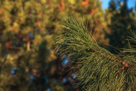 Téléchargez les photos : Pinus strobus, communément appelé pin blanc de l'est, pin blanc du nord ou pin de Weymouth, et pin mou est un grand pin originaire de l'est de l'Amérique du Nord - en image libre de droit