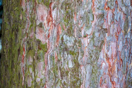Foto de Corteza de pino de cerca. Textura de Pinus strobus o tronco de pino de Weymouth. Fondo de madera viva. Piel de la naturaleza del bosque. - Imagen libre de derechos