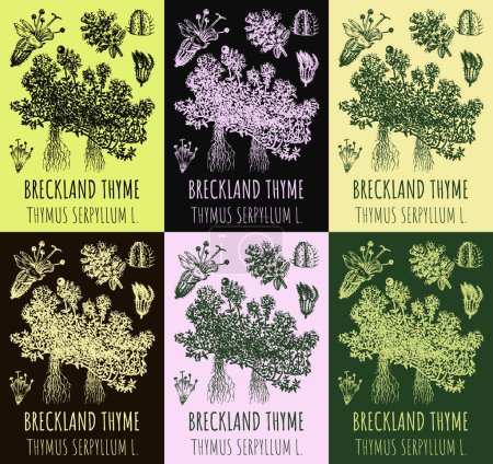 Photo for Set of drawings Breckland thyme in different colors. Hand drawn illustration. Latin name THYMUS SERPYLLUM L. - Royalty Free Image