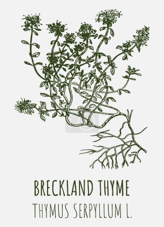 Photo for Drawings of Breckland thyme. Hand drawn illustration. Latin name THYMUS SERPYLLUM L. - Royalty Free Image