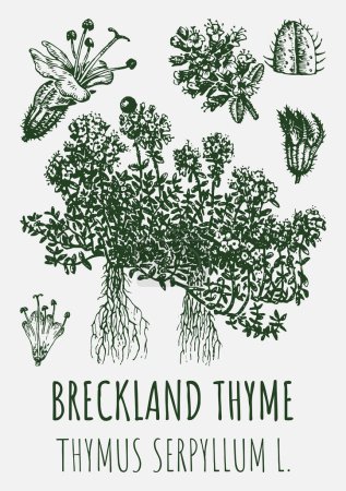 Photo for Drawings of Breckland thyme. Hand drawn illustration. Latin name THYMUS SERPYLLUM L. - Royalty Free Image