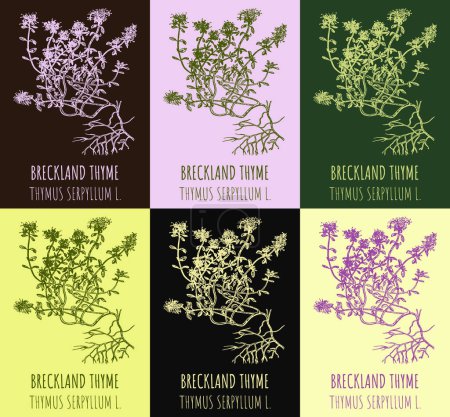 Photo for Set of  drawings Breckland thyme in different colors. Hand drawn illustration. Latin name THYMUS SERPYLLUM L. - Royalty Free Image