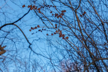 Foto de Las semillas de Exochorda korolkowii en otoño contra el cielo azul. Exochorda albertii es una especie de rosal nativa de Asia.. - Imagen libre de derechos