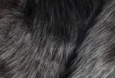 Photo for Background of natural fur with long pile. Texture of black fox fur, high pile. - Royalty Free Image