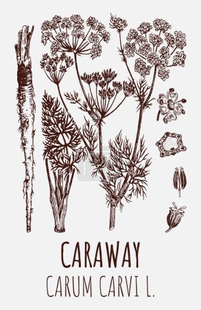 Foto de Drawings of Caraway. Hand drawn illustration. Latin name CARUM CARVI L. - Imagen libre de derechos