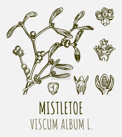 Téléchargez les photos : Drawings of MISTLETOE. Hand drawn illustration. Latin name VISCUM ALBUM L. - en image libre de droit