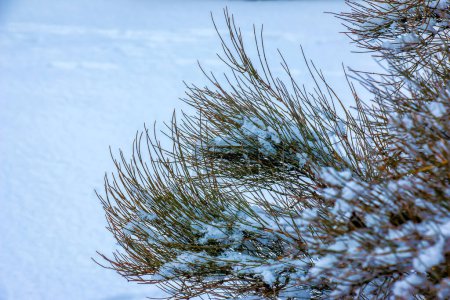 Foto de Ephedra distachya creciendo en el jardín durante la temporada de invierno. Las ramas de la planta están cubiertas de nieve. - Imagen libre de derechos