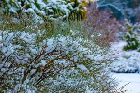 Foto de Ephedra distachya creciendo en el jardín durante la temporada de invierno. Las ramas de la planta están cubiertas de nieve. - Imagen libre de derechos