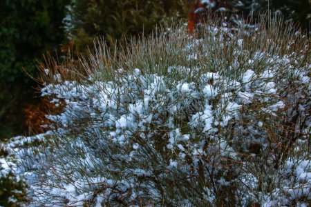 Photo for Ephedra distachya growing in the garden during the winter season. The branches of the plant are covered with snow. - Royalty Free Image