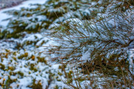 Téléchargez les photos : Ephedra distachya growing in the garden during the winter season. The branches of the plant are covered with snow. - en image libre de droit